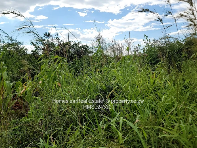 Absolute Bargain (Sole Mandate)